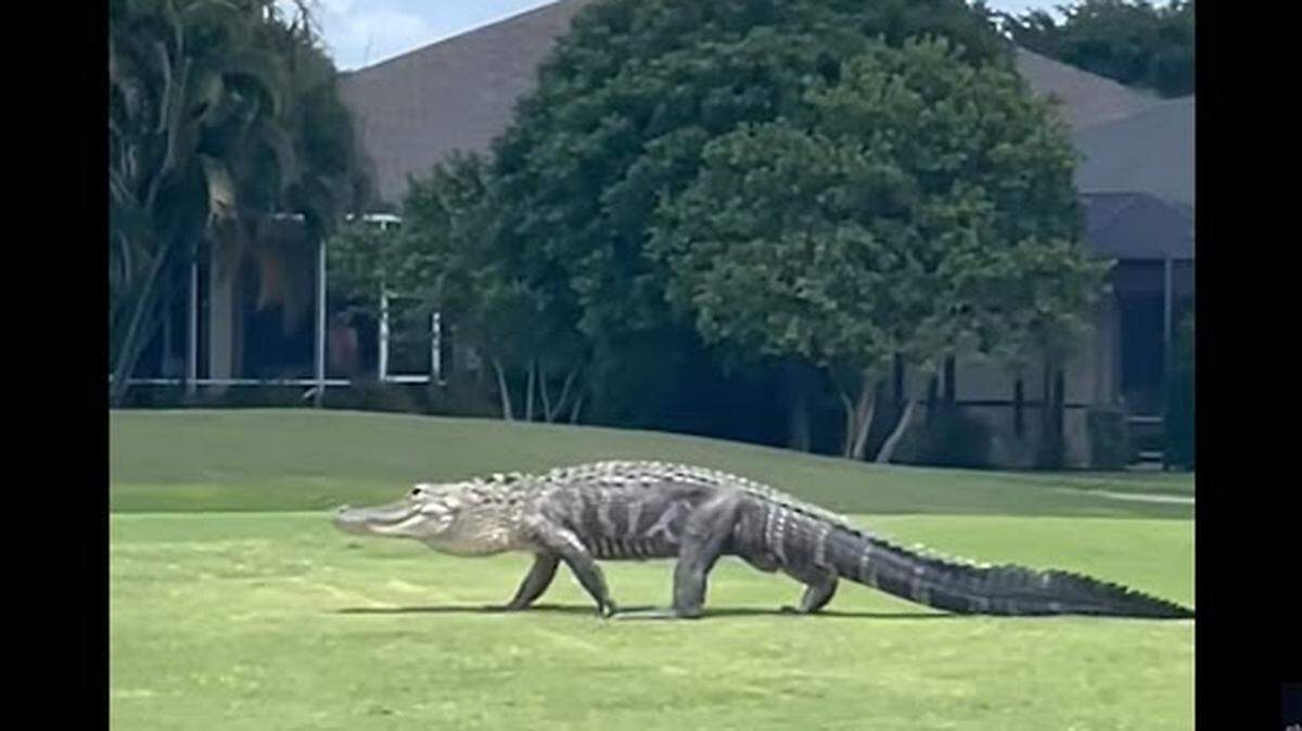 Un caimán gigante apareció de pronto en un campo de golf en la Florida y generó pánico a los jugadores que vieron cómo el reptil comenzó a desplazarse por la zona pasando al lado de la pelota que nadie se atrevió a rescatar.