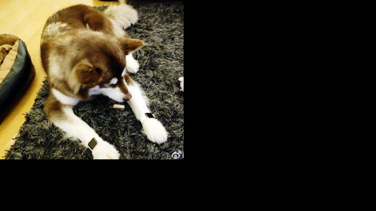 Wang Sicong, hijo del hombre más rico de China  publicó en la red china de microblogs Weibo, similar a Twitter, fotos de su perro en la que luce un Apple Watch de lujo en cada una de sus patas delanteras.