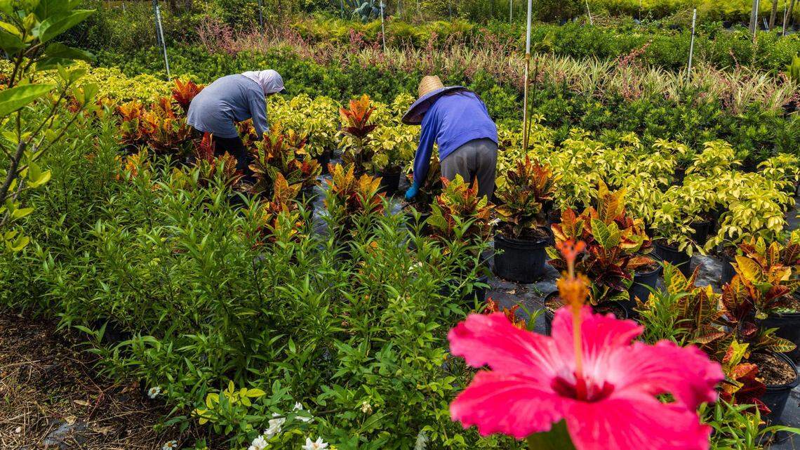 El oscuro secreto en campos agrícolas de Florida: trabajo forzoso de extranjeros
