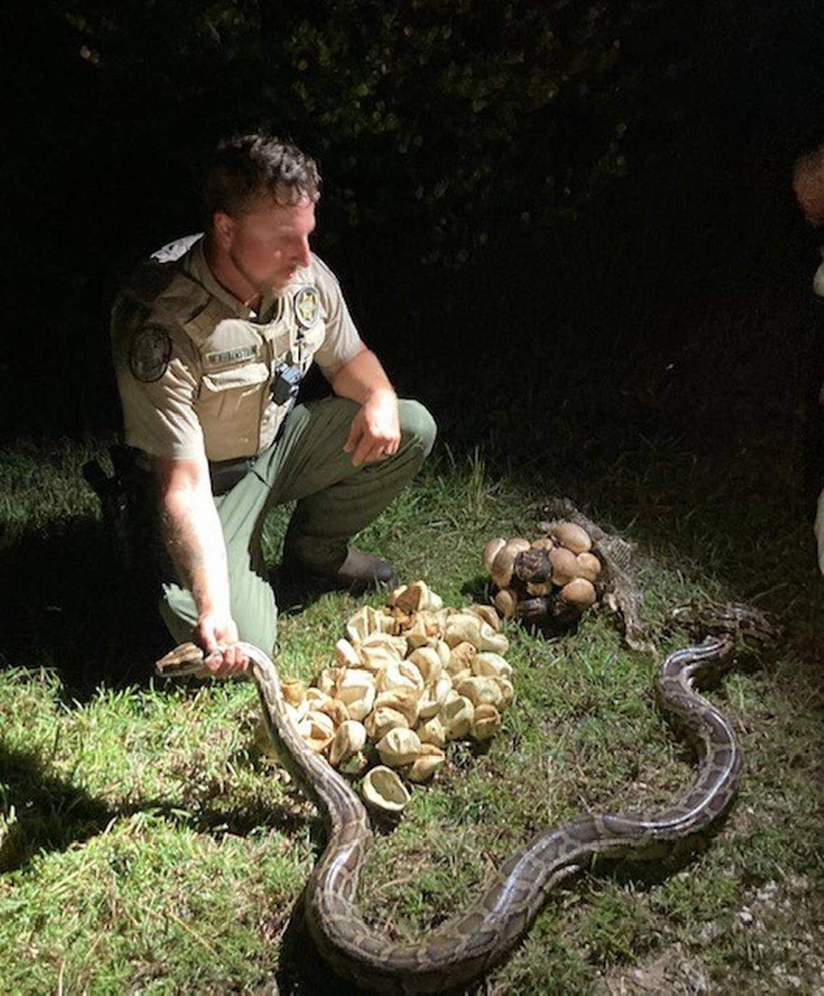 El agente de la Comisión de Pesca y Conservación de la Vida Silvestre de la Florida (FWC), Matthew Rubenstein, le sujeta el cuello a una pitón birmana de 10 pies de largo en la Reserva Nacional Big Cypress el lunes, 11 de julio de 2022.