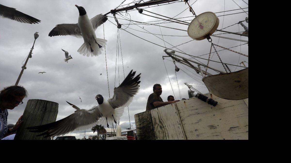 Gaviotas sobrevuelan un barco camaronero en la Marina de Corpus Christi, Texas, en donde se espera que llegue la tormenta tropical Bill el martes 16 de junio de 2015.  