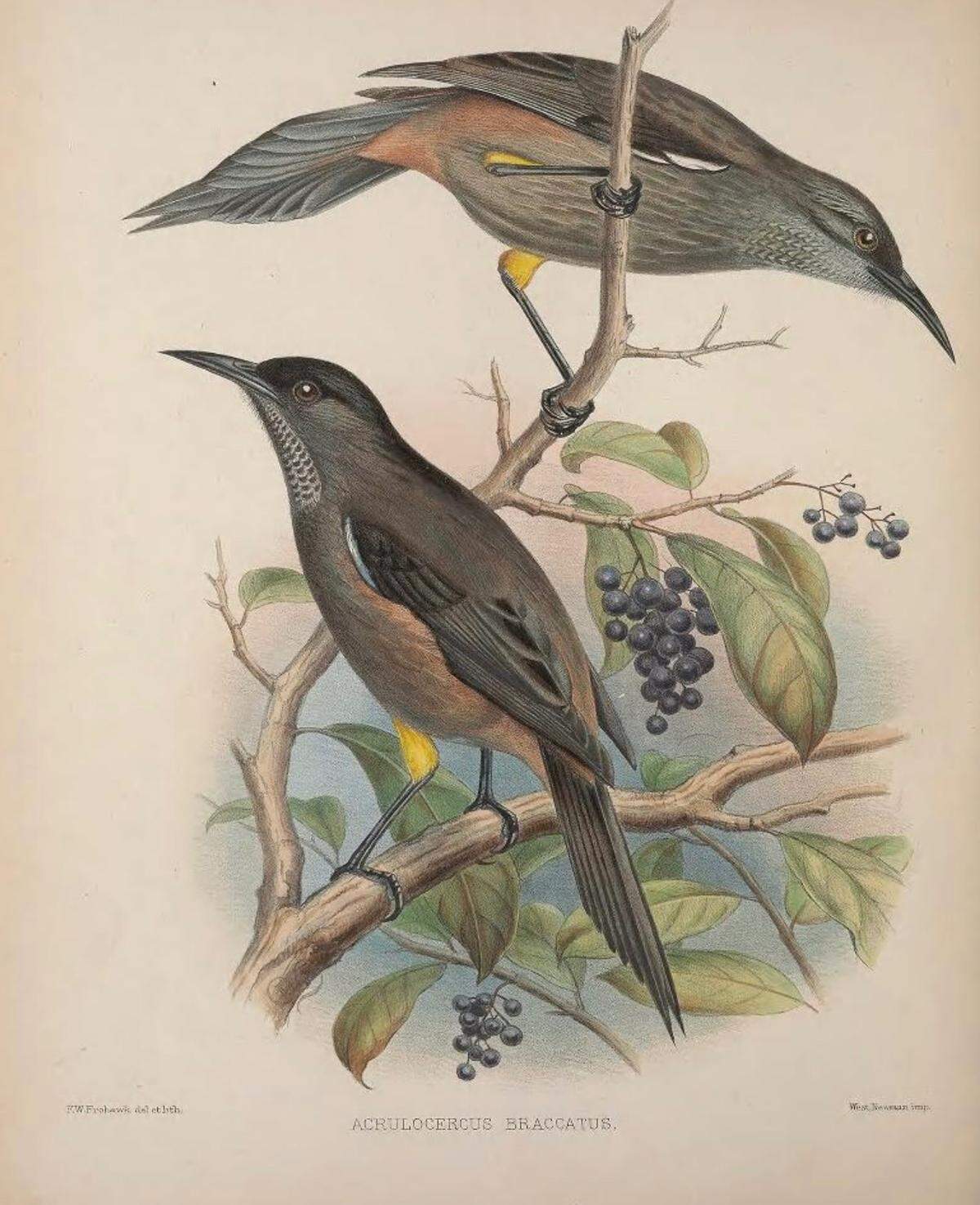  “Moho braccatus”, pintura de 1893 del ilustrador neerlandés J.G. Keulemans, tomada de “The Avifauna of Laysan”, de la Smithsonian Institution.