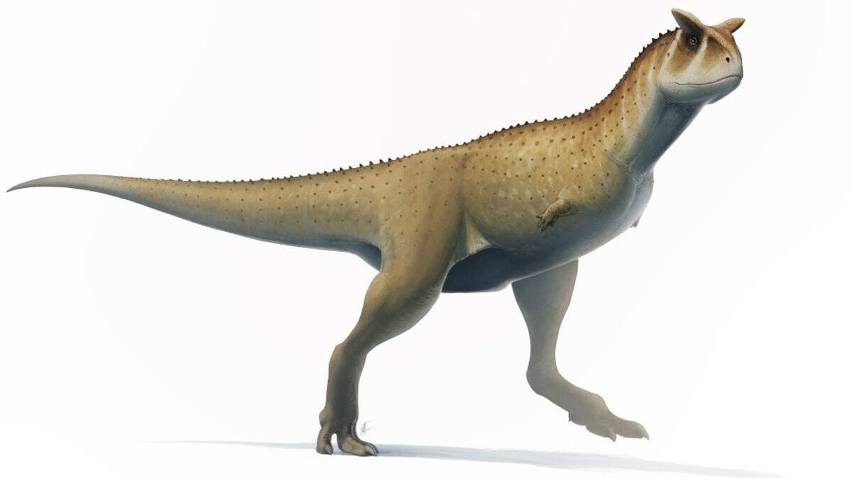Fósiles excavados en Argentina podrían ser de un pariente cercano de los ancestros de un grupo de dinosaurios sin brazos. Guemesia ochoai era una especie de abelisáurido, un clado de carnívoros que vagaban por lo que ahora es África, Sudamérica e India.