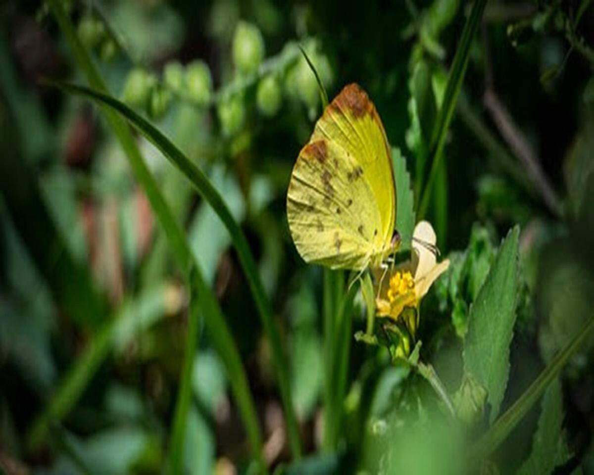 Disfrute de una caminata guiada para ver mariposas en Deering Estate.