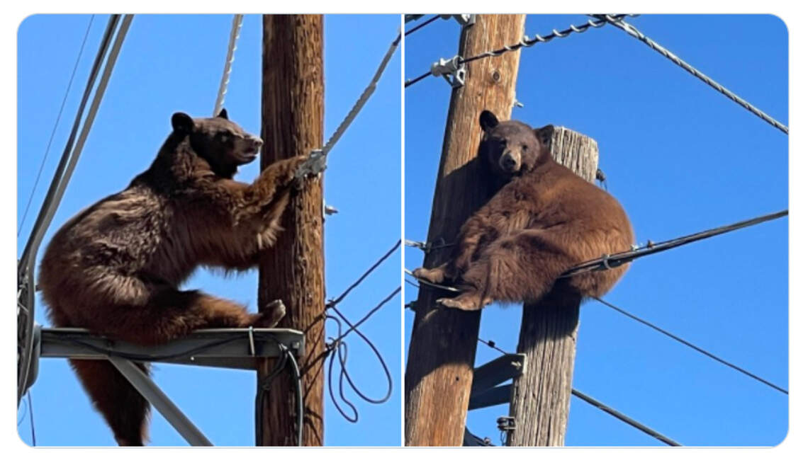 Oso se sube a poste de servicios públicos cerca de la frontera entre Arizona y México