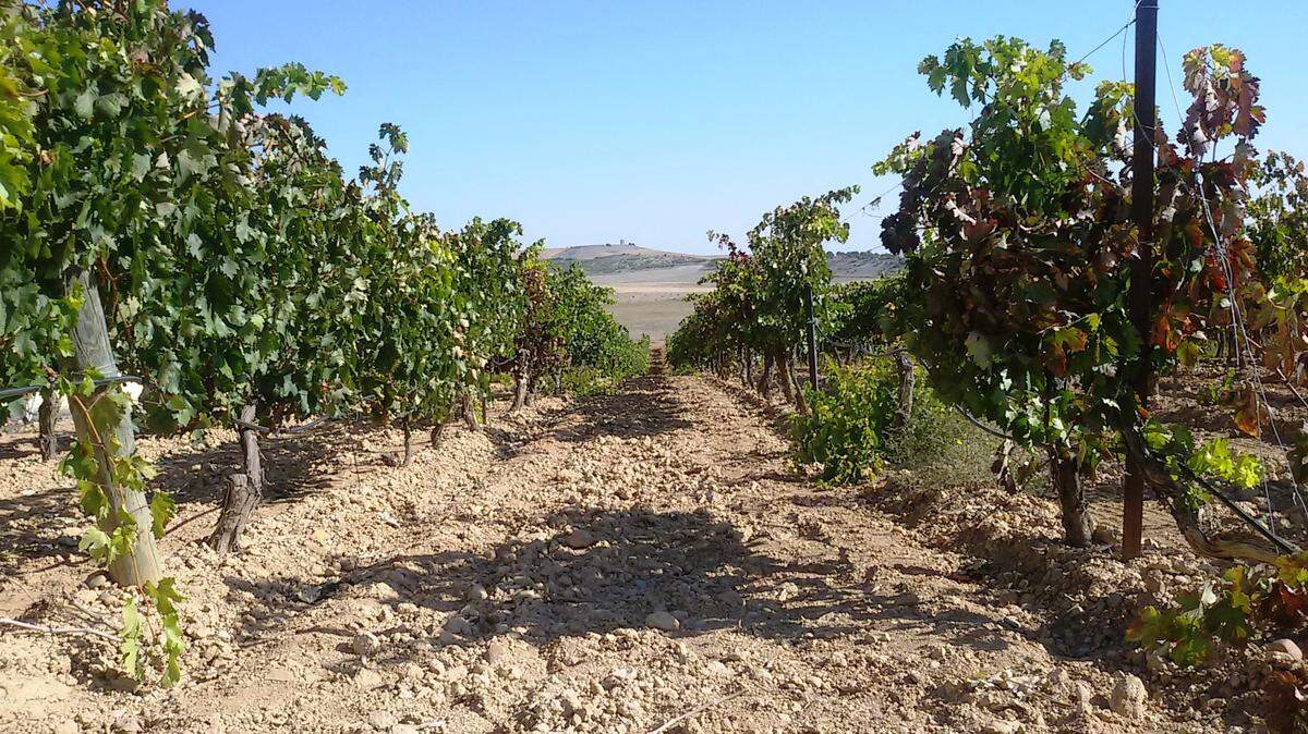 Viñedos de la Bodega Valdelosfrailes en en Cubillas de Santa Marta, España.