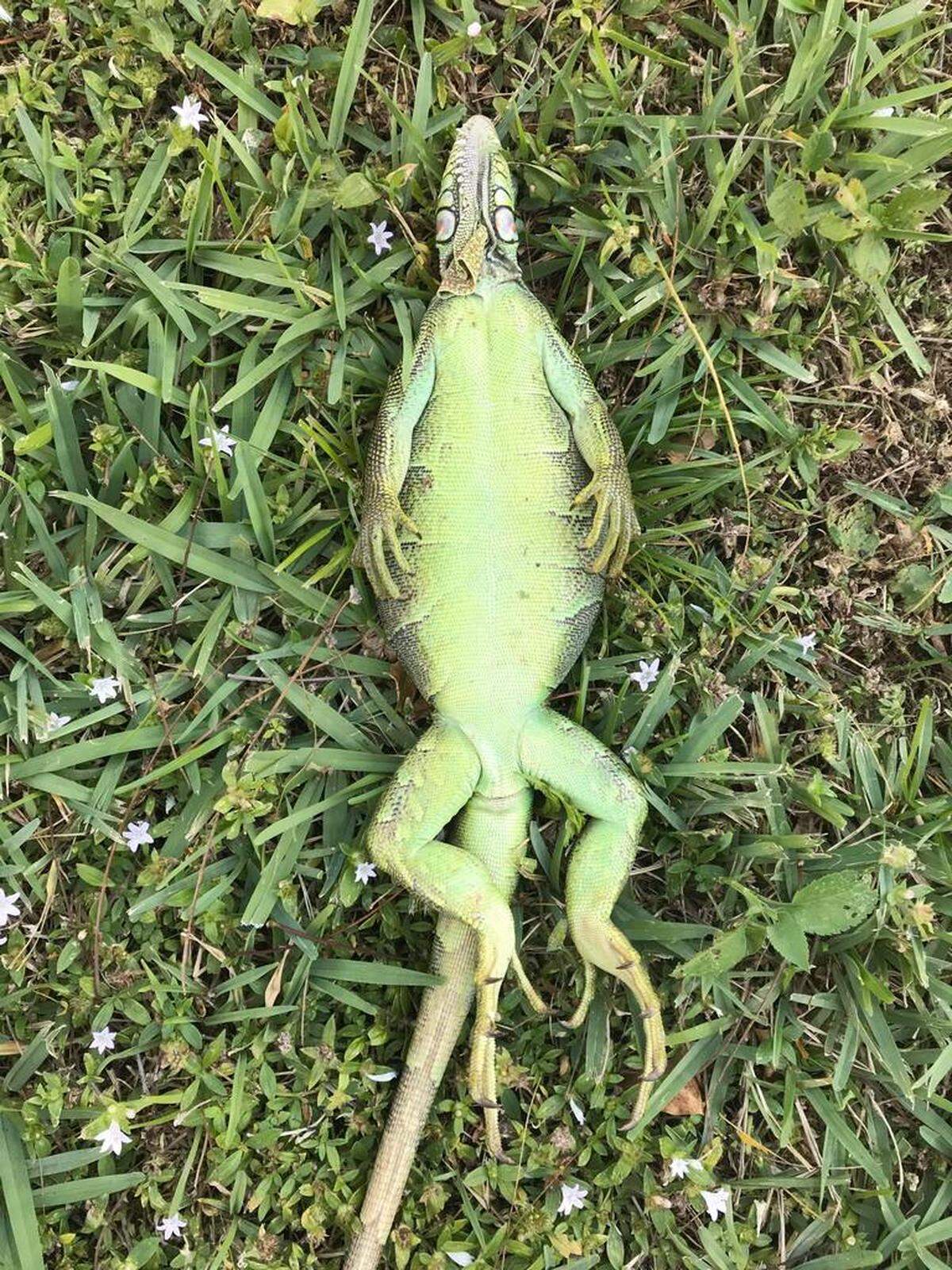 El frío podría convertir a las iguanas congeladas en presas fáciles para las hambrientas pitones birmanas.