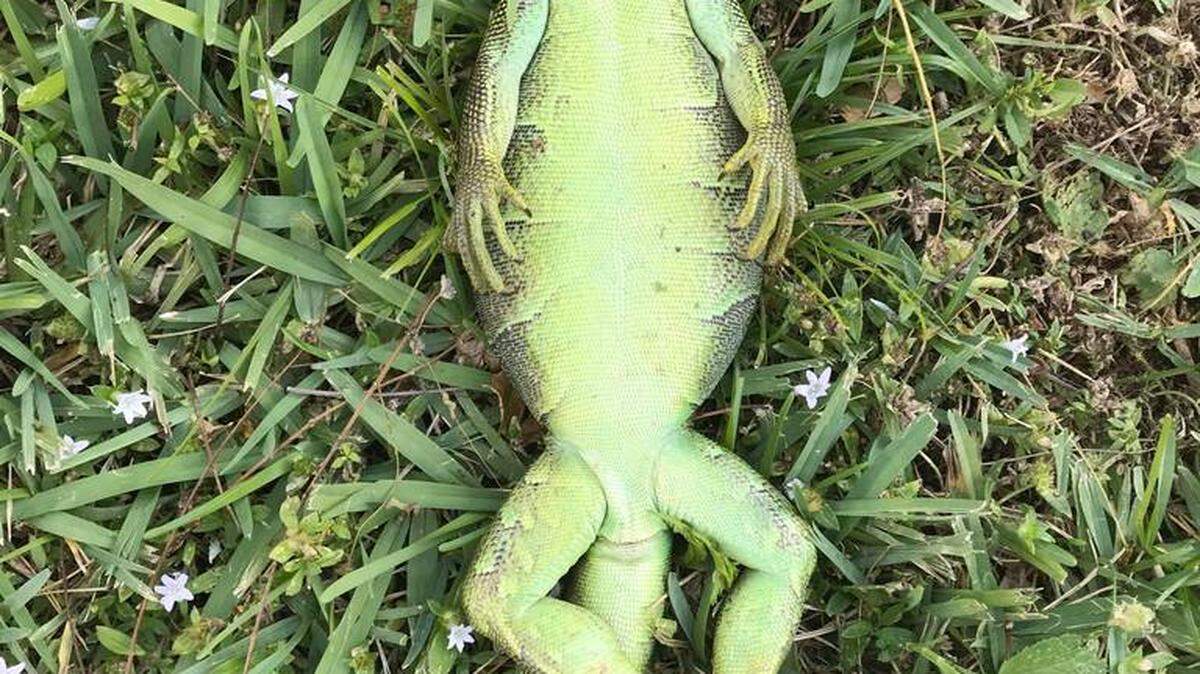 El frío podría convertir a las iguanas congeladas en presas fáciles para las hambrientas pitones birmanas.