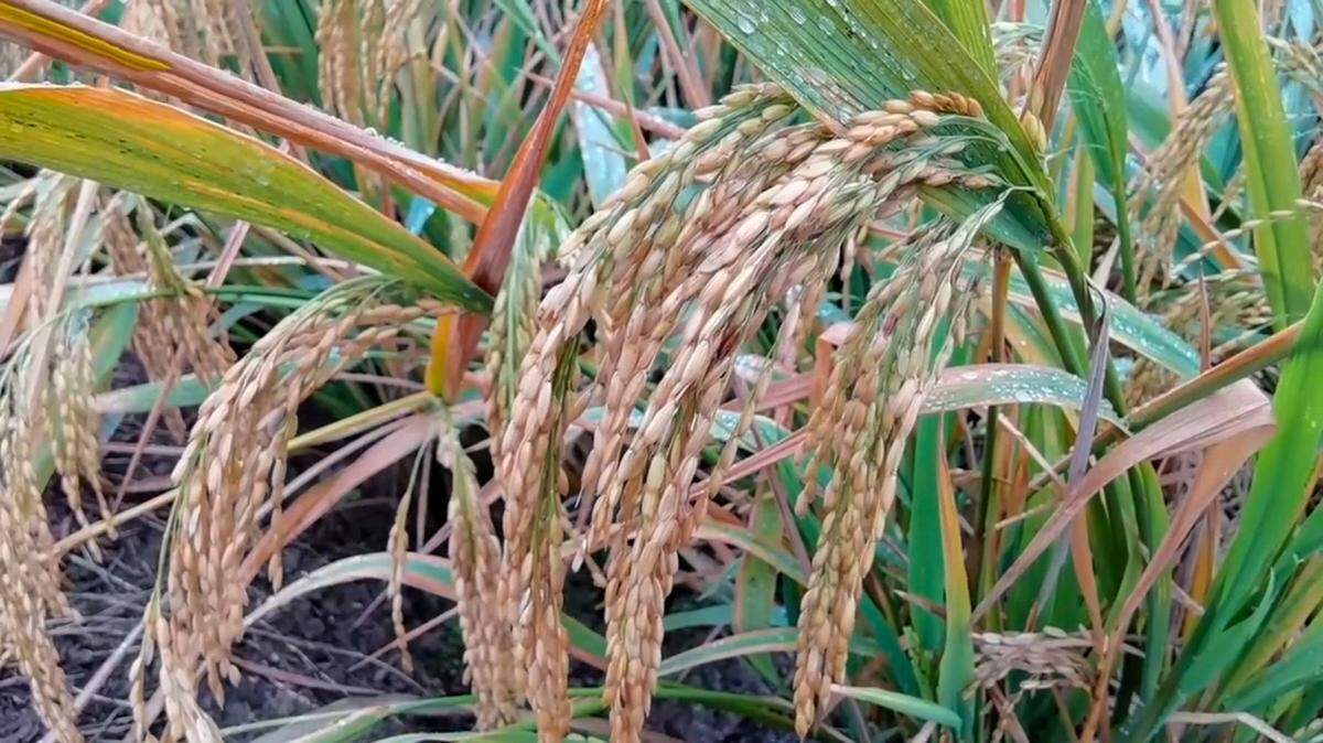 Foto de archivo de una variedad de planta de arroz. Vietnam experimenta en Pinar del Río, Cuba, con la cosecha de un grano original del país asiático.