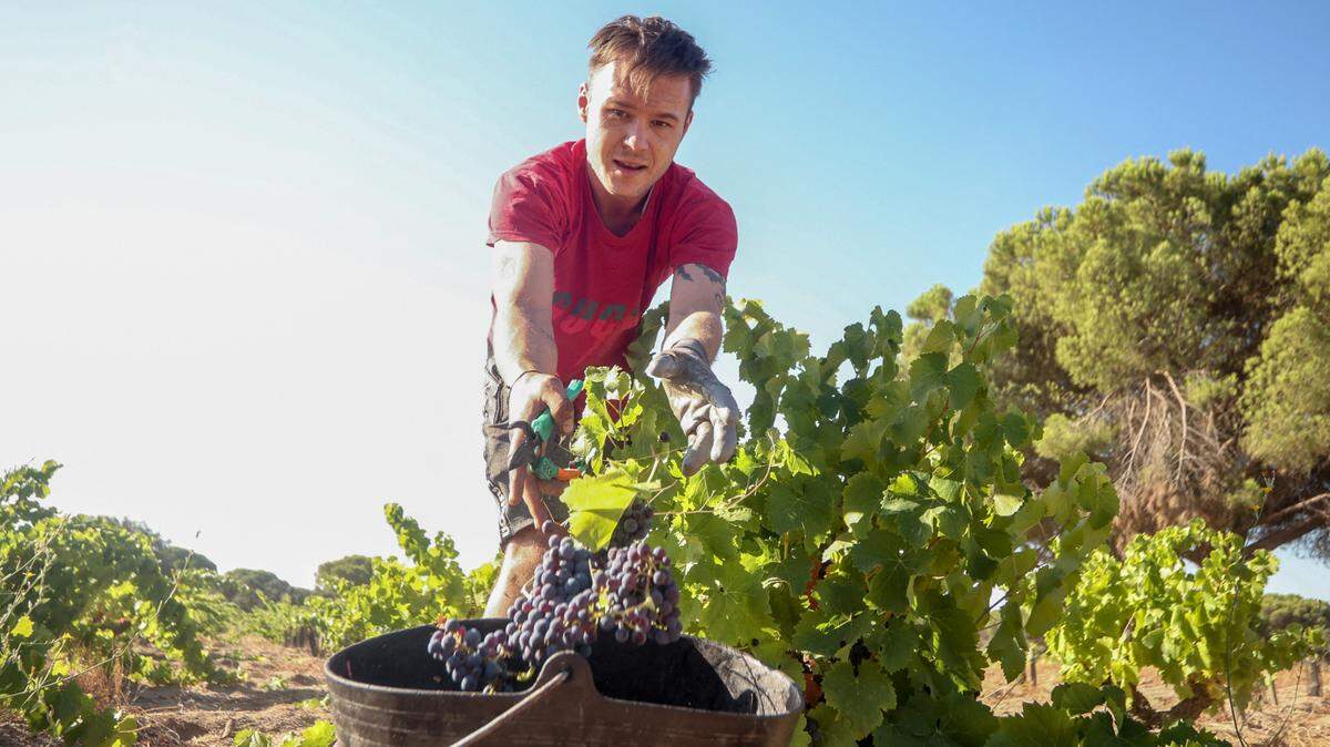  Foto de archivo. Un trabajador español recoge uvas en el campo, el 23 de agosto de 2022, en San Martín de Valdeiglesias, Madrid. Un mayor número de días con altas temperaturas y las olas de calor que se están repitiendo cada año inciden directamente en la concentración de azúcares de la uva y en una mayor graduación alcohólica de los vinos.