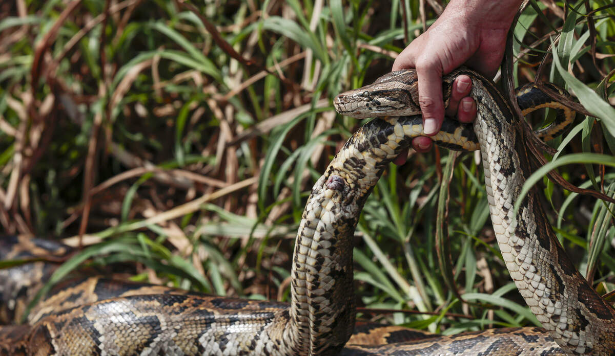 Los órganos reproductores del macho, llamados hemipenes, sobresalen de su cola tras haber sido capturado mientras se apareaba con una hembra. Tiene dos.