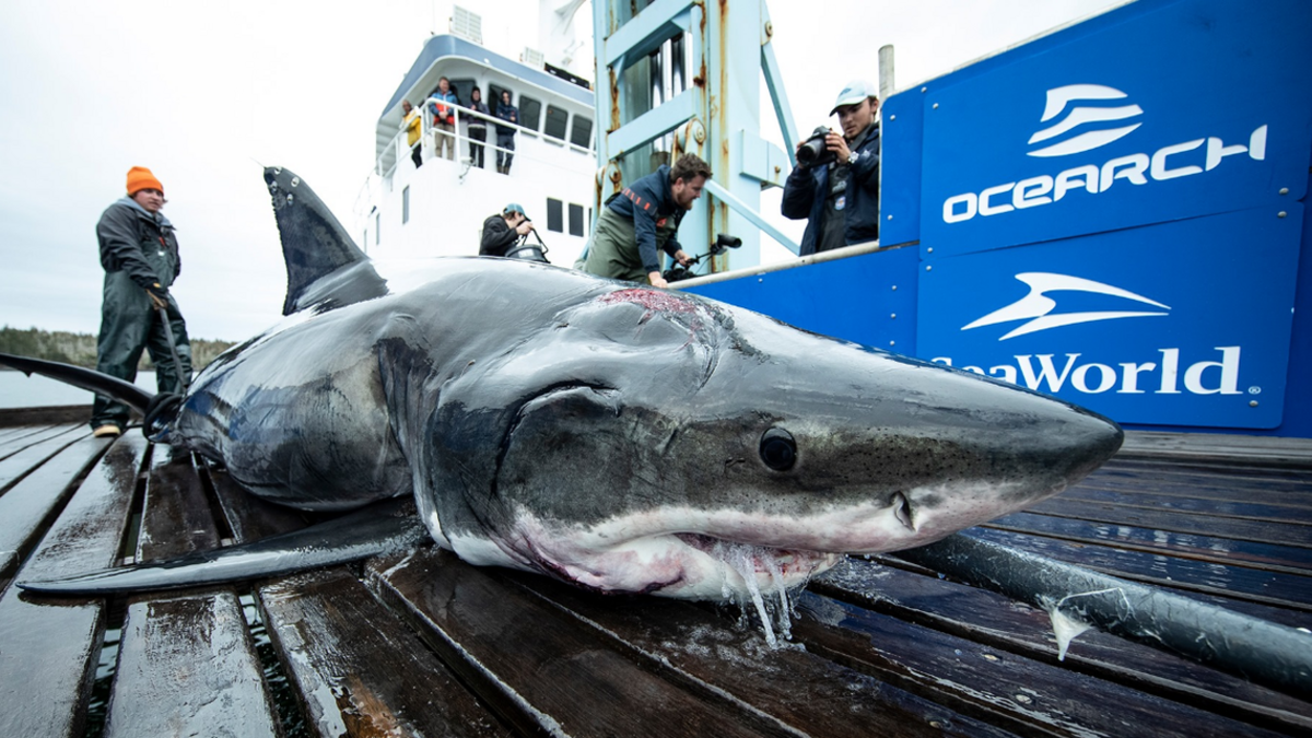 El tiburón gravemente herido fue capturado el pasado 4 de octubre durante una expedición para marcar tiburones blancos en Nova Scotia.
