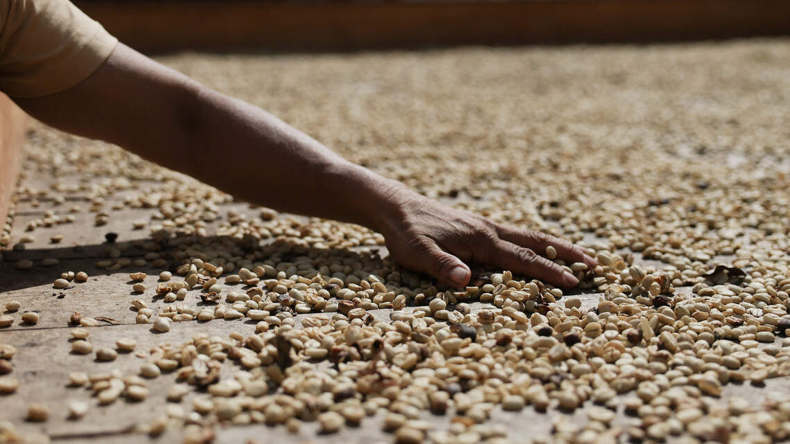 Colombia descarta impacto en producción y exportaciones de café por terremoto, pero le teme a El Niño