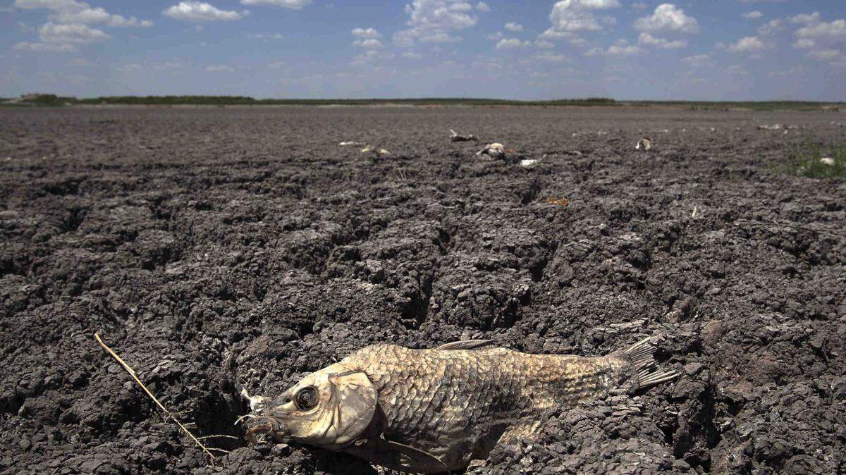 Los efectos de El Niño ya se hacen sentir en algunas regiones del mundo de manera muy variada.