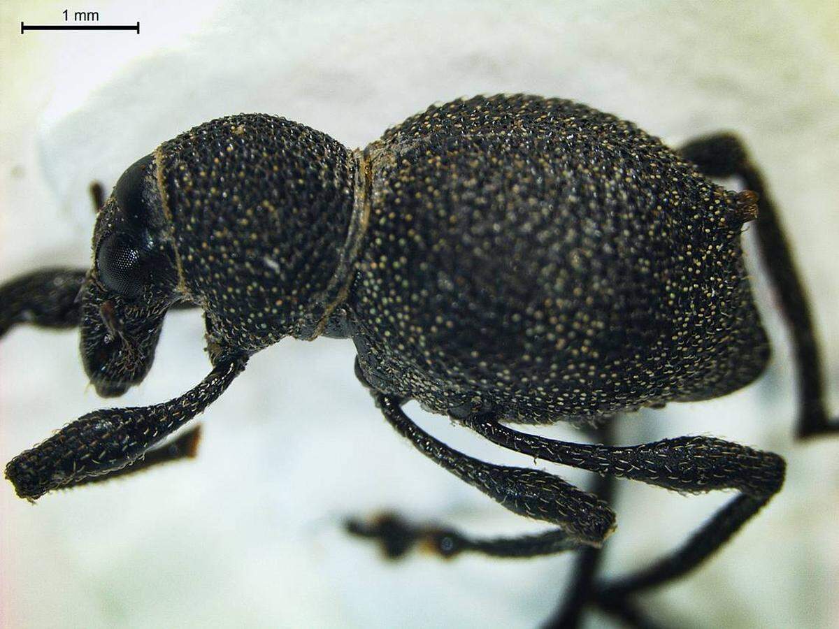 La nueva especie es “extraña”, según el biólogo Tom Terzin.
