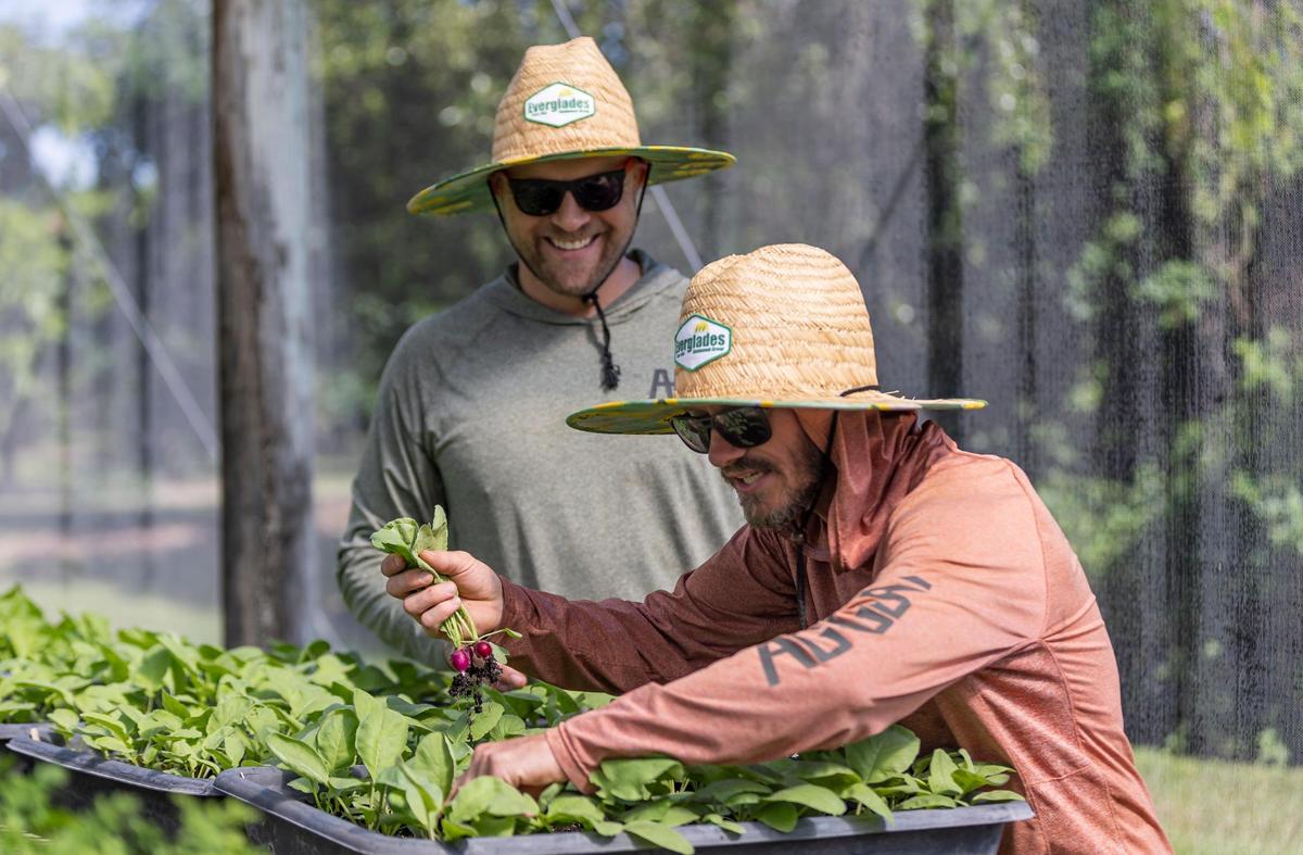 Jeremy Ford y su socio Joe Mizzoni recogen rábanos en Ford’s Farm en Homestead.