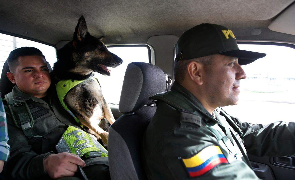 Luego de la amenaza, los agentes reubicaron a Sombra de un transitado puerto en la costa caribeña de Colombia a la capital, en donde ahora utiliza su extraordinario talento para olisquear a través de paquetes sospechosos en el aeropuerto internacional El Dorado de Bogotá. En la foto junto a su manejador, el agente José Rojas.
