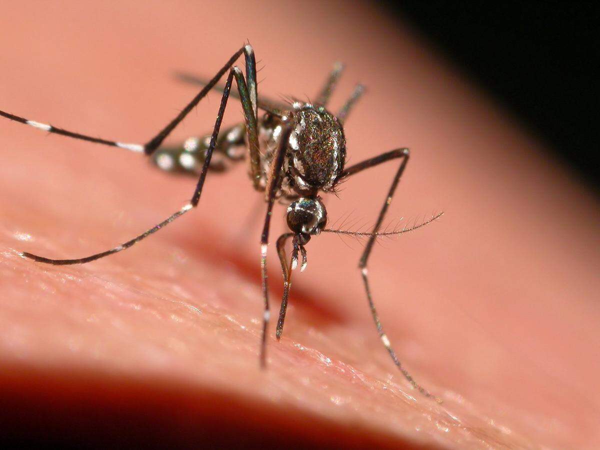 El virus Oropuche es un arbovirus –el mismo grupo al que pertenecen los responsables del dengue, el zika y la chikunguña– que se transmite a través de la picadura de ciertos insectos.