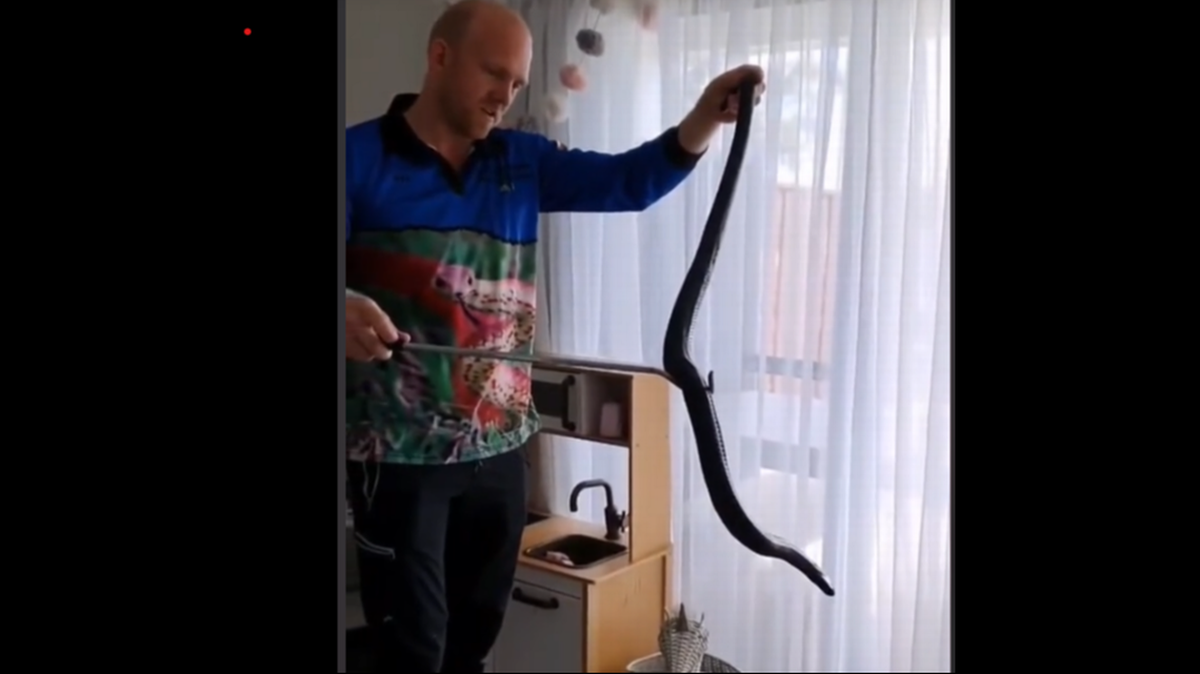 Según dijo el cazador sin duda, era una serpiente grande, enorme, una negra de vientre rojo muy saludable.