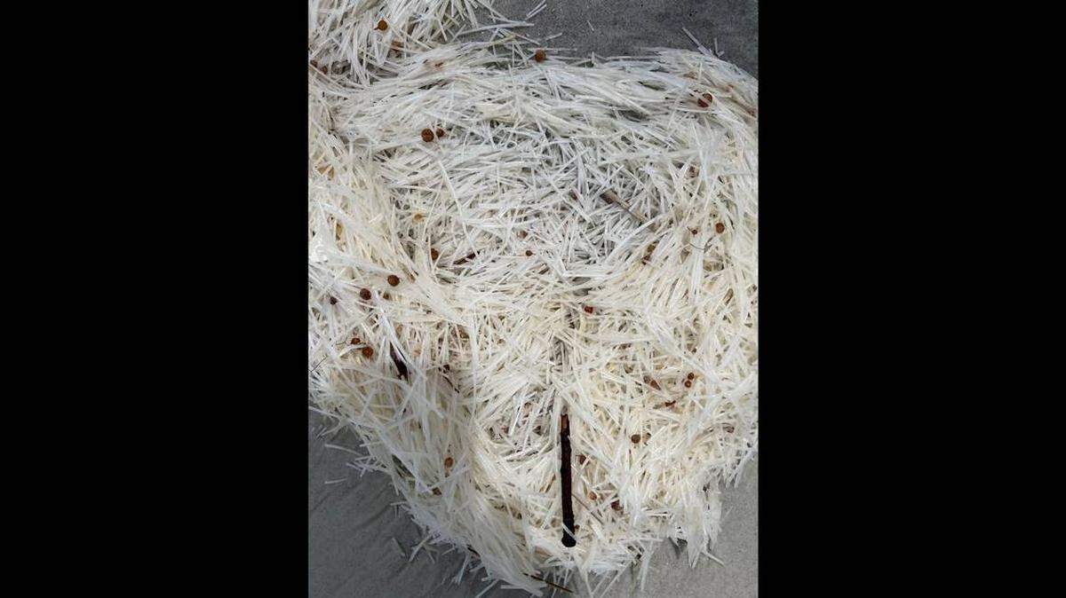 Un misterioso material blanco parecido a la pasta llenó una playa de la Florida, pero expertos dieron una explicación.