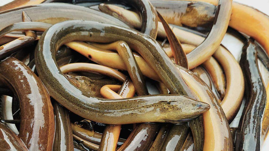 ¿Serpiente o pez? Conviértase en un detector de especies invasoras en Florida