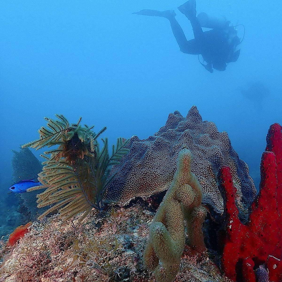 En el Santuario Marino Nacional de los Cayos de Florida de la NOAA, el programa Iconic Reef Guardians de la NOAA capacita a buceadores y practicantes de snorkel para ayudar a monitorear la salud de los corales.