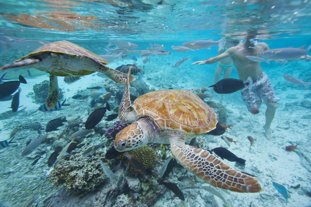Bañistas y tortugas marinas en Bora Bora, Polinesia Francesa.