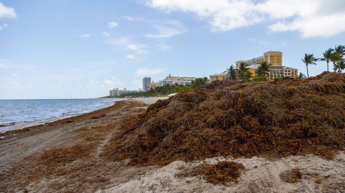 Una loma de sargazo, o algas marinas, en la costa de Key Biscayne el jueves 24 de abril.