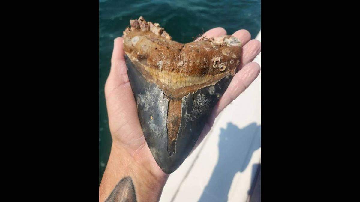 Cazador de tesoros encuentra dos enormes dientes de megalodón en la Florida. Los dos el mismo día.