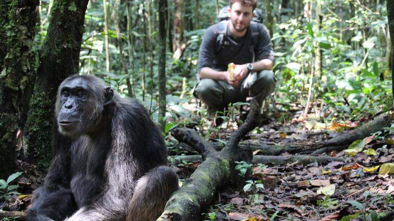 La mayor comunidad de chimpancés salvajes se divide e instaura una violencia mutua