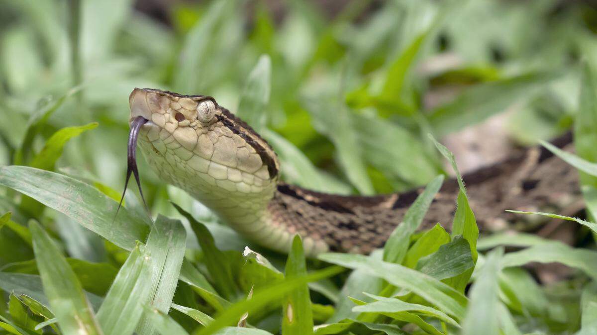 Spearhead Snake (Bothrops asper) in Costa Rica