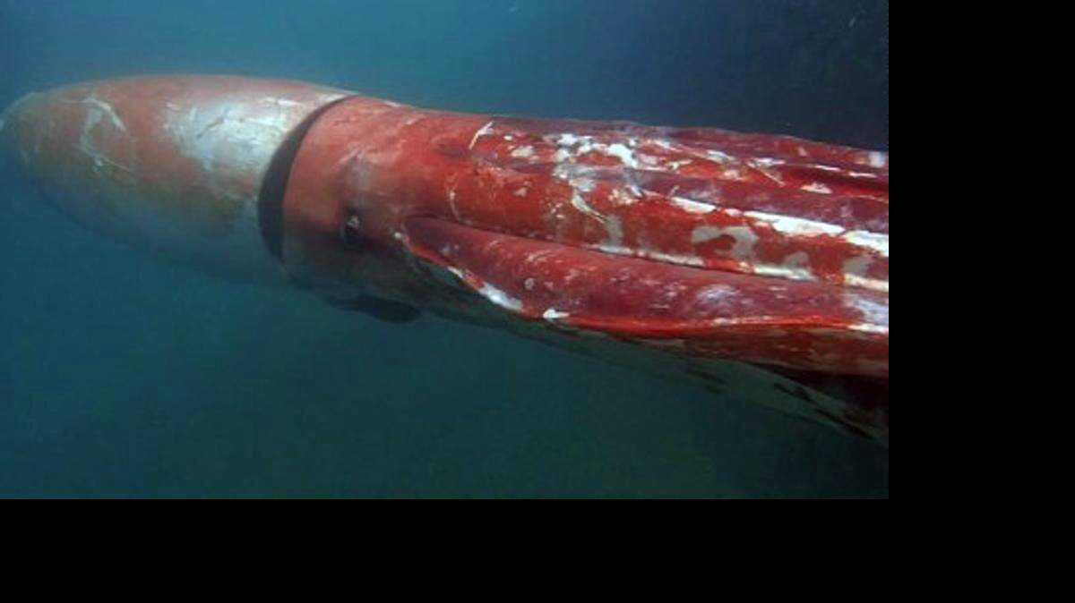 Los pescadores japoneses encuentran a veces calamares gigantes, aunque es inusual que se pueda fotografiar o grabar a alguno vivo.