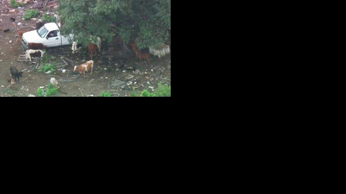  La policía de Miami-Dade encontró en  Coco Farm animales muertos y parcialmente devorados por todos sus 200 acres junto a Bird Road y 118 Avenue.  Cortesía CBS4