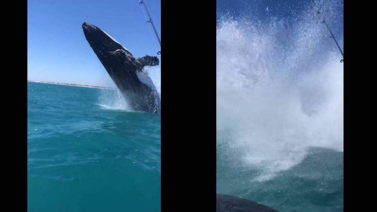 La enorme ballena jorobada provocó una gran ola, puede verse en el video. 