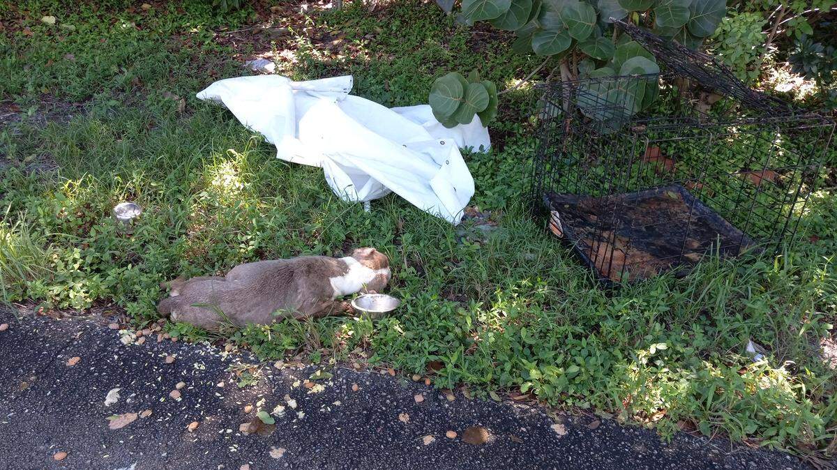 El Departamento de Policía de Fort Lauderdale está investigando como un caso de abuso animal un perro hallado muerto a un costado de una calle.