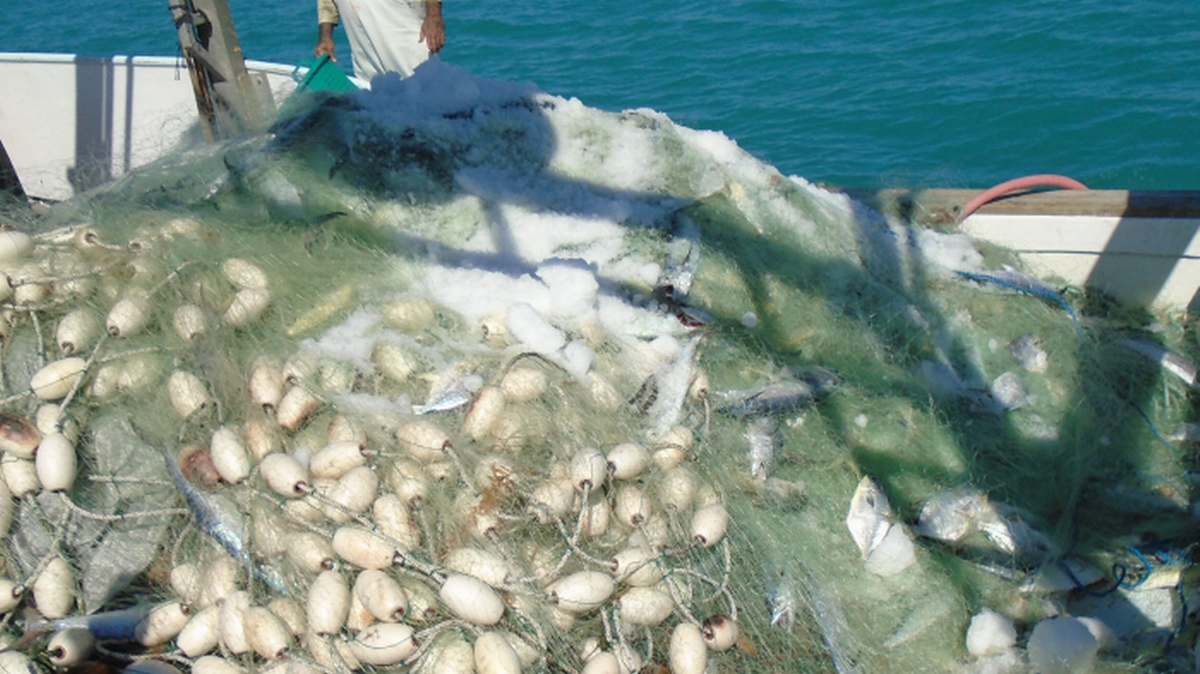 El 28. de febrero de 2022, agentes de la FWC encontraron en el barco pesquero, Legacy, de 48 pies, una gran cantidad de palometas y pintados en la cubierta atrapados en redes de pesca.