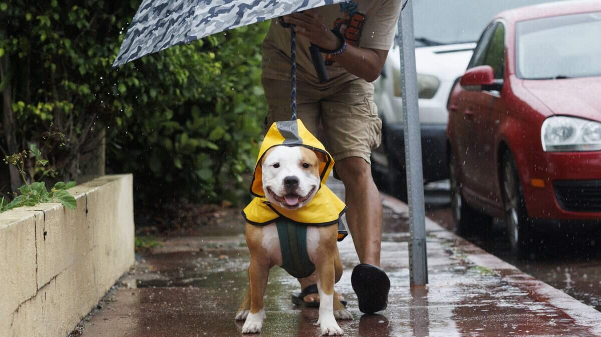 Randy sostiene un paraguas sobre la cabeza de su perro Bowser mientras salen a pasear bajo la lluvia durante la noche del lunes 14 de julio de 2025 en Miami Beach, Florida.