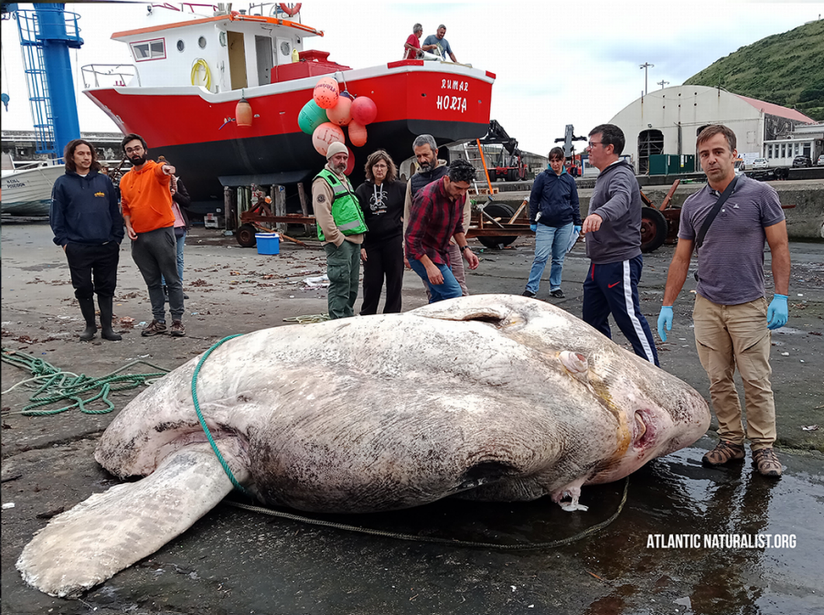 Las fotos muestran al pez luna gigante que establece récords. Foto de Atlantic Naturalist.ORG