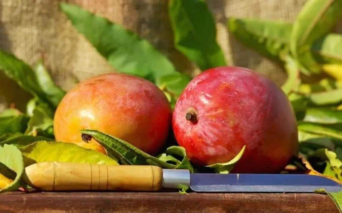 Festival del Mango en Fairchild Tropical Gardens.
