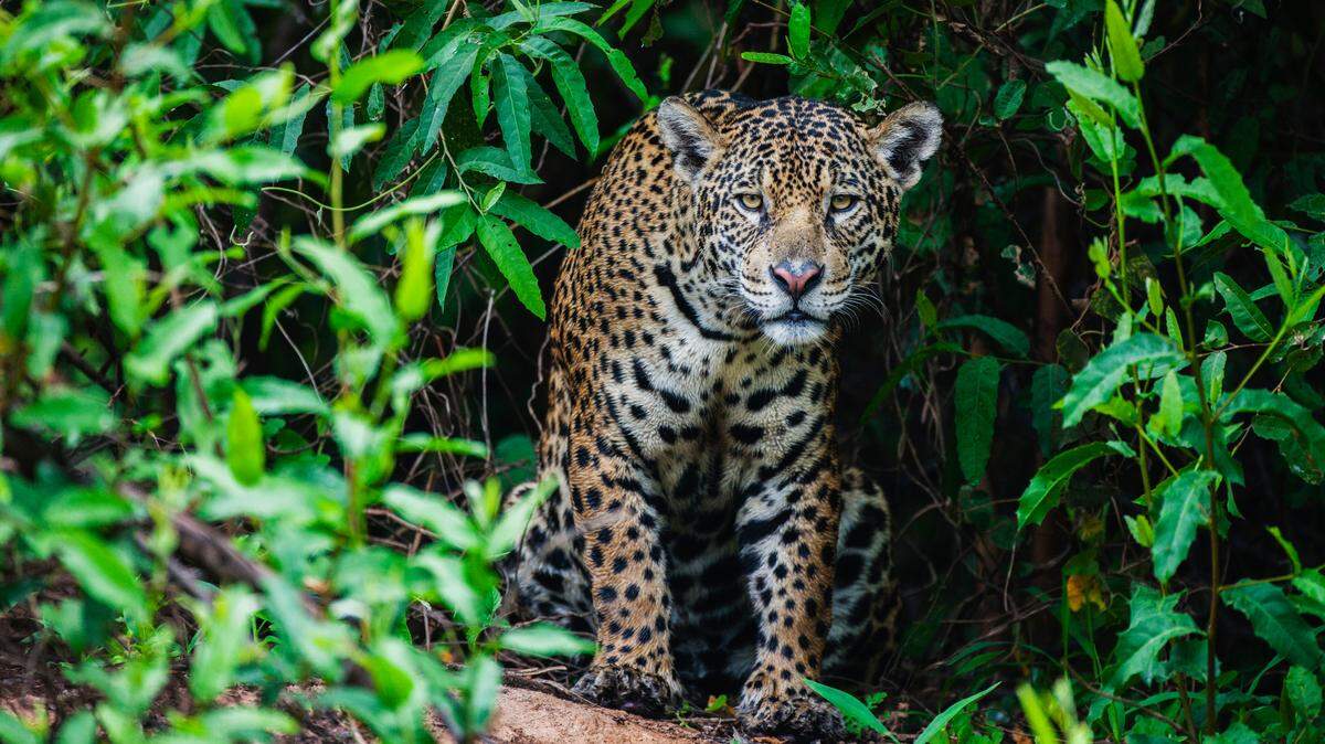 Los conflictos humanos, el tráfico ilegal y la crisis climática son algunos de los riesgos que afectan la supervivencia del jaguar.