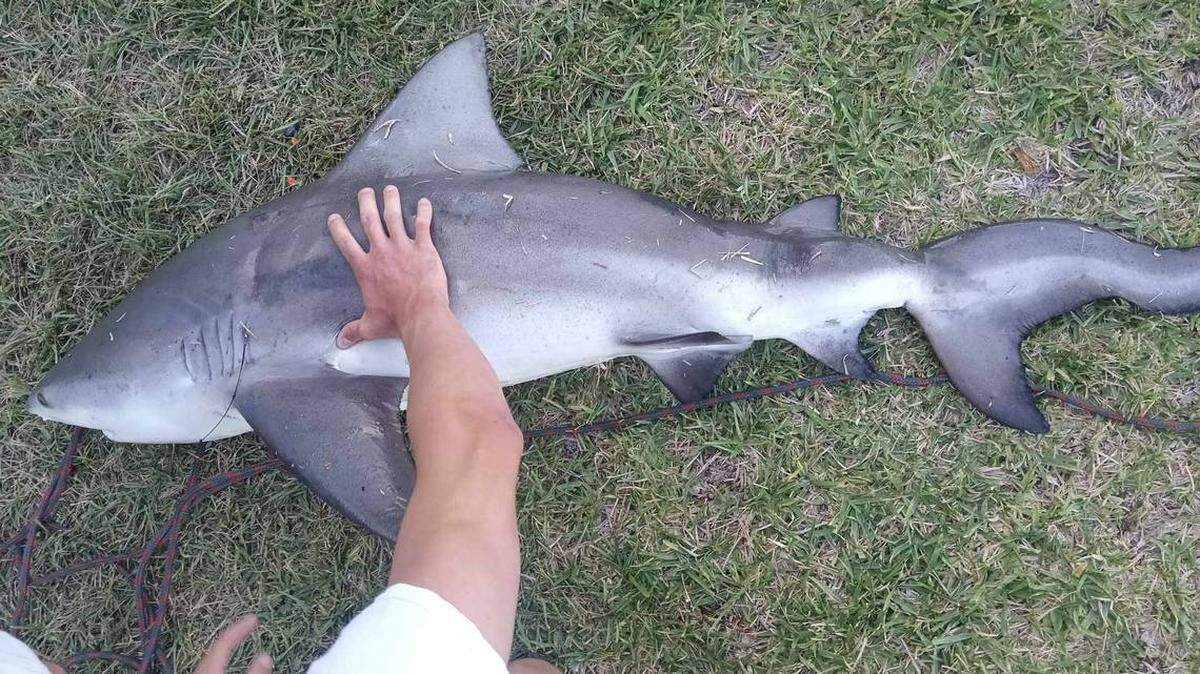 Brian Tittle dijo que cuando su hijo sacó al tiburón del agua fue que se dieron cuenta de que algo andaba mal.