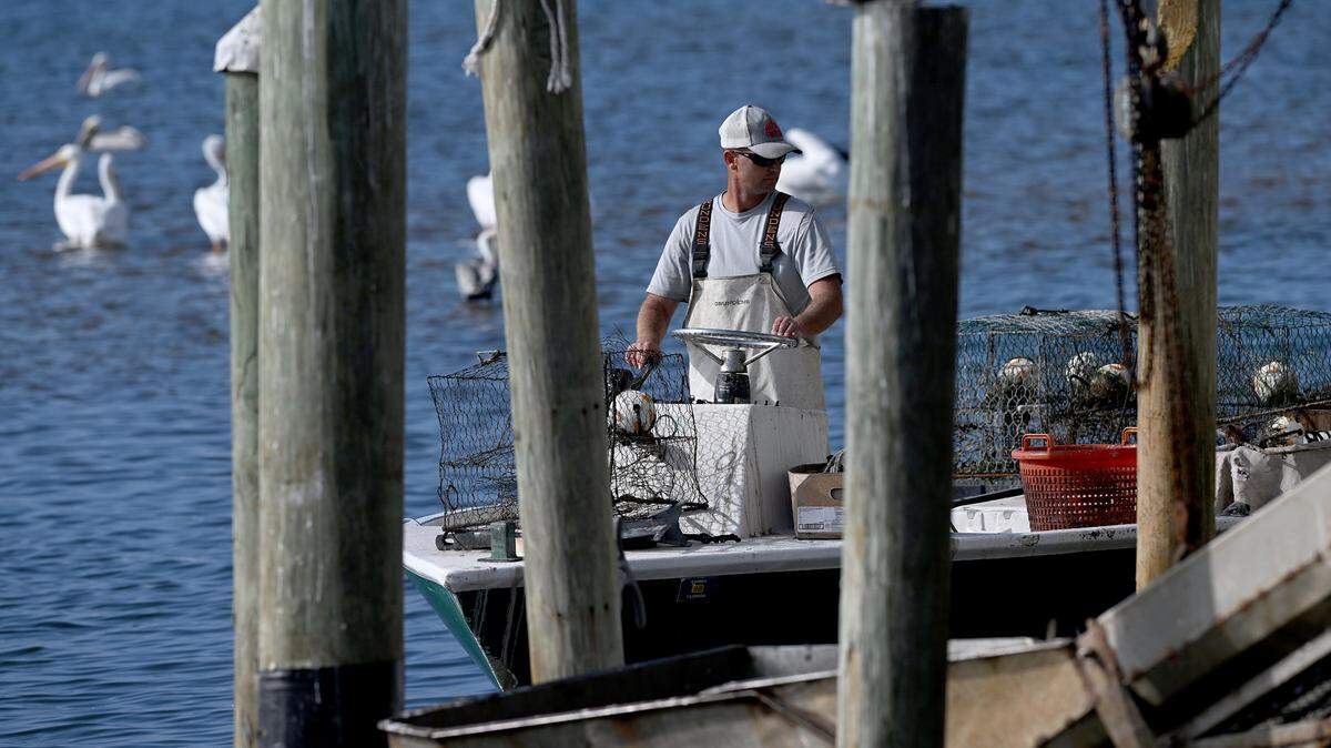 Un pescador se acerca para descargar su pesca mientras los pelícanos se reúnen en los muelles de Cortez en la mañana del 31 de diciembre.