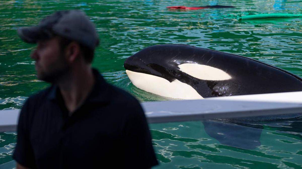 Lolita la orca, aparece nadando en su tanque en el Miami Seaquarium el sábado 8 de julio de 2023, en Miami, Florida.