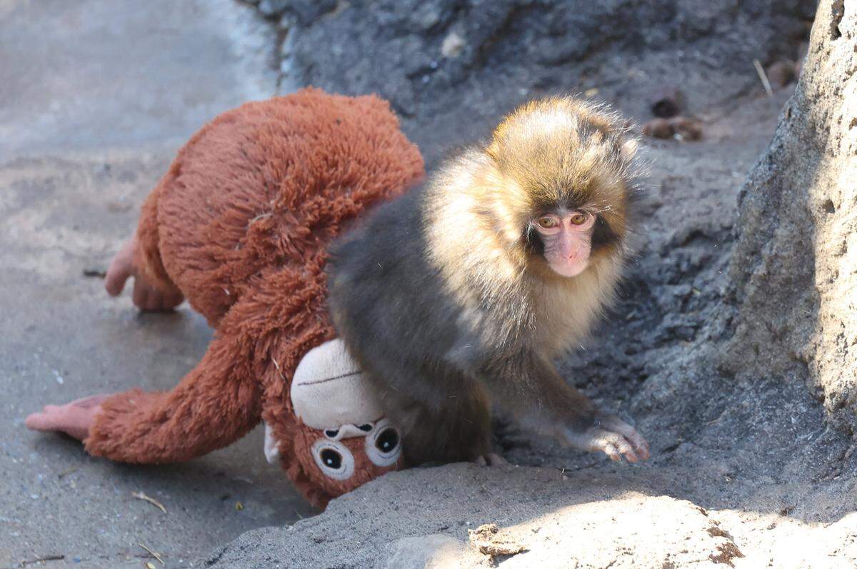 This photo taken on February 19, 2026 shows a 7 month-old male macaque monkey named Punch, who was abandoned by his mother shortly after birth, spending time with a stuffed orangutan toy at Ichikawa City Zoo and Botanical Gardens in Chiba Prefecture. (Photo by JIJI PRESS / AFP via Getty Images) / Japan OUT