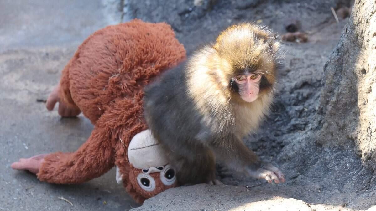 This photo taken on February 19, 2026 shows a 7 month-old male macaque monkey named Punch, who was abandoned by his mother shortly after birth, spending time with a stuffed orangutan toy at Ichikawa City Zoo and Botanical Gardens in Chiba Prefecture. (Photo by JIJI PRESS / AFP via Getty Images) / Japan OUT