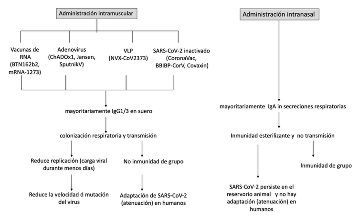 Figura 1 - Representación esquemática de los mecanismos de acción de las vacunas intramusculares actualmente aprobadas y las vacunas nasales de próxima generación. Adaptada por Nuria E. Campillo de Focosi et al (https://doi.org/ 10.3390/v14020187).