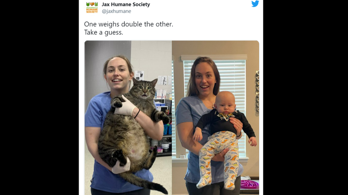 ’“¡Este gato tiene casi el tamaño de una barcaza!”, escribió en Facebook la Sociedad Protectora de Animales de Jacksonville.