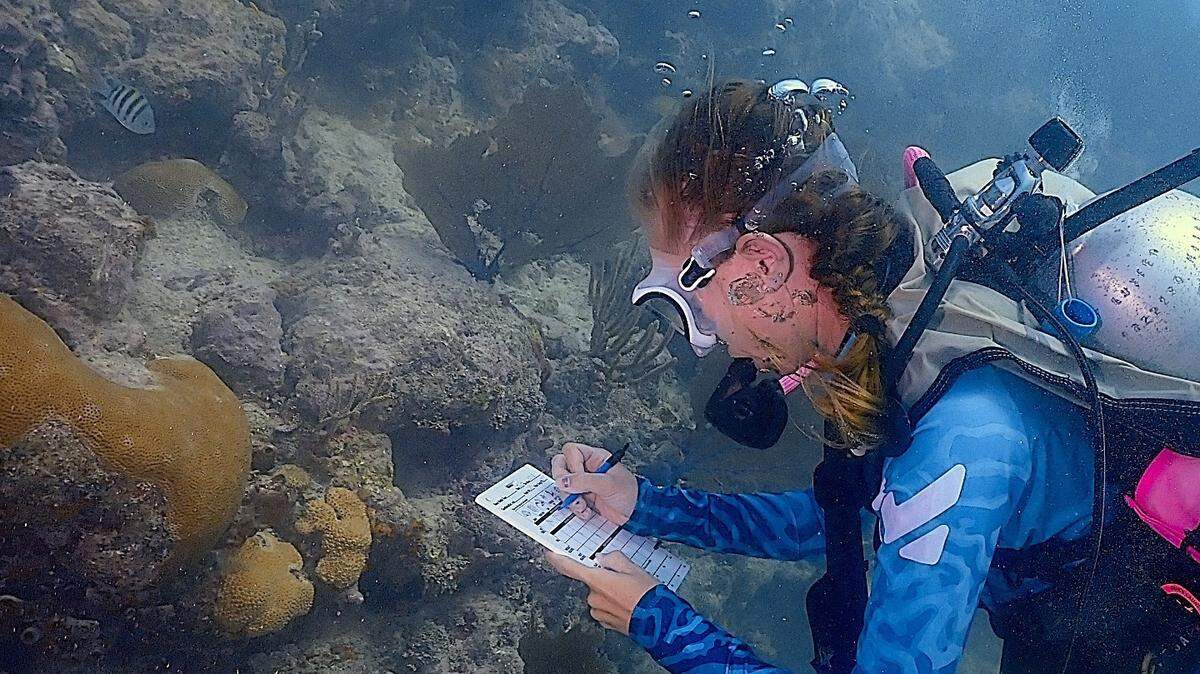 En el Santuario Marino Nacional de los Cayos de Florida de la NOAA, el programa Iconic Reef Guardians de la NOAA capacita a buceadores y practicantes de snorkel para ayudar a monitorear la salud de los corales.