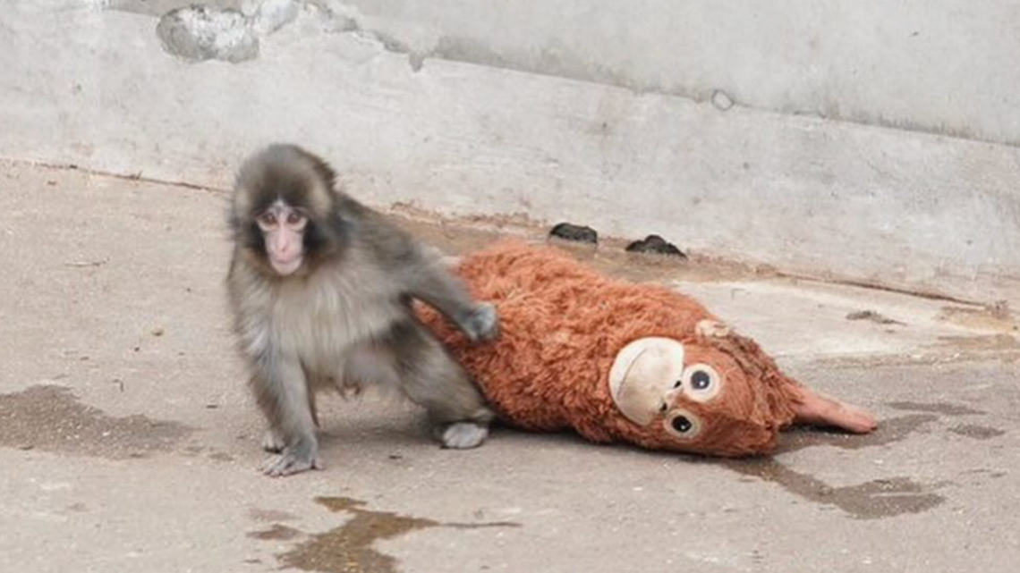 Un mono abandonado y su inseparable peluche conquistan Japón y las redes sociales