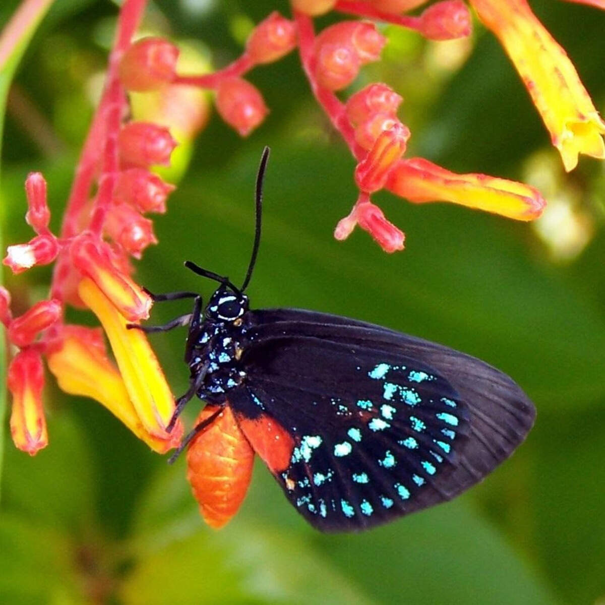 Talleres de conservación “Las mejores plantas polinizadoras del sur de Florida” en Deering Estate.